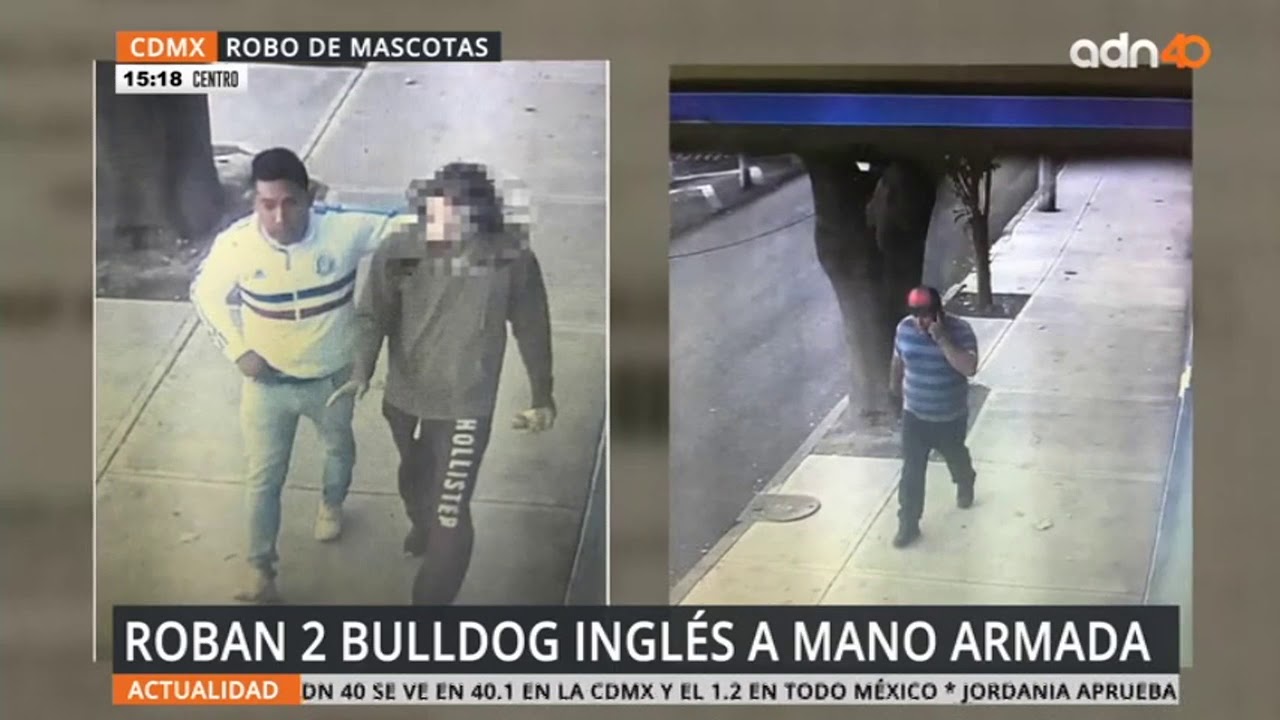 Robo de mascotas | adn40