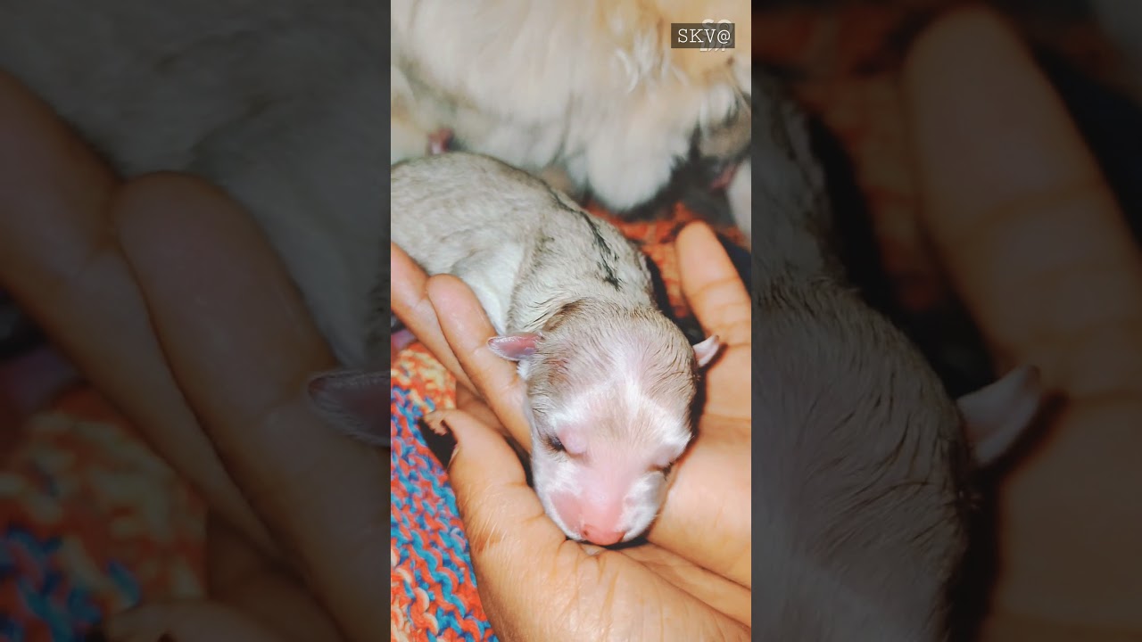 My Indian spitz giving birth 3 baby || ytshorts-04 ll Indian spitz puppy || Indian spitz born baby