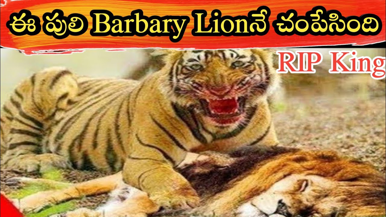 Royal Bengal Tiger Killed A Barbary Lion in Telugu | Tiger Vs Lion in Telugu | Unique Praveen