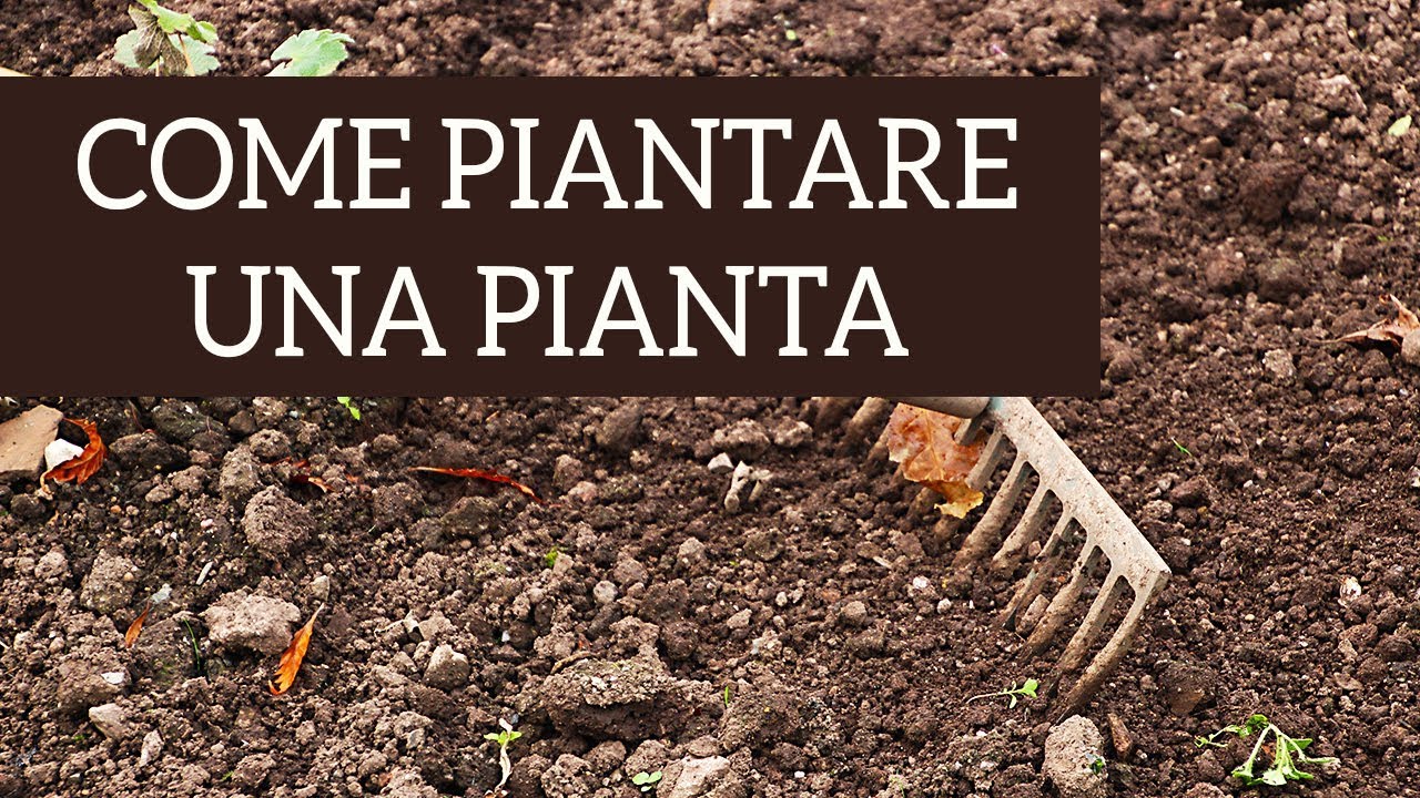 Ecco come piantare una pianta, passo per passo!