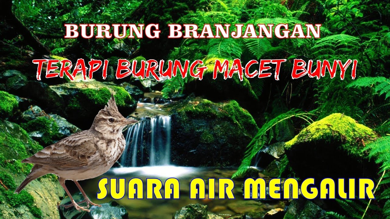 Masteran burung branjangan mix suara gemericik air mengalir | pancingan semua jenis burung