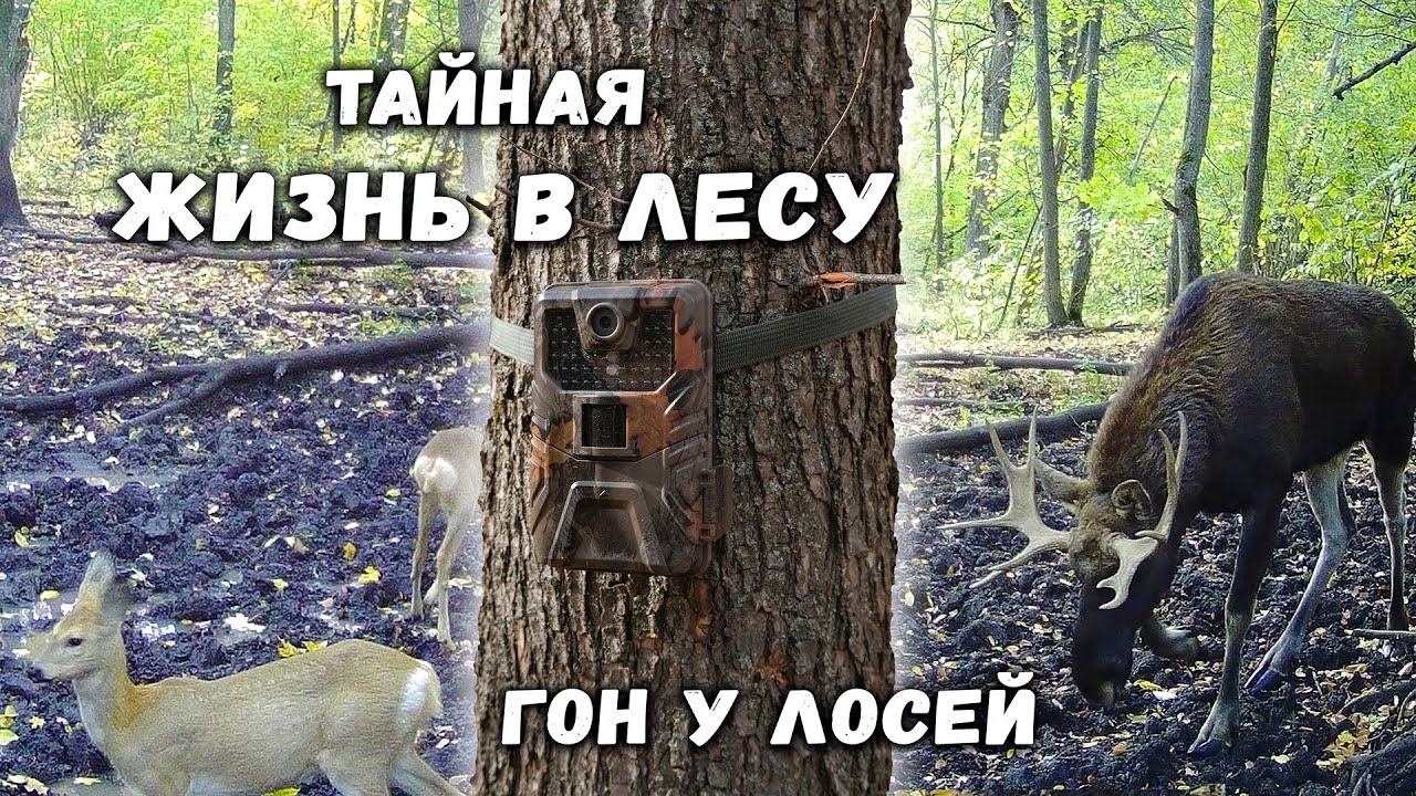 У лосей начинается ГОН | Собираю грибы | Как изменились животные за 2 месяца? | Кадры с фотоловушки