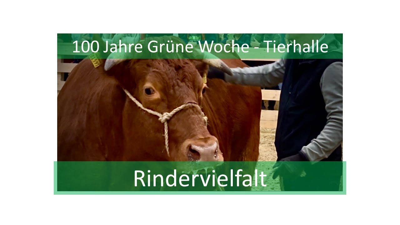 100 Jahre Grüne Woche - Tierhalle - Rindervielfalt