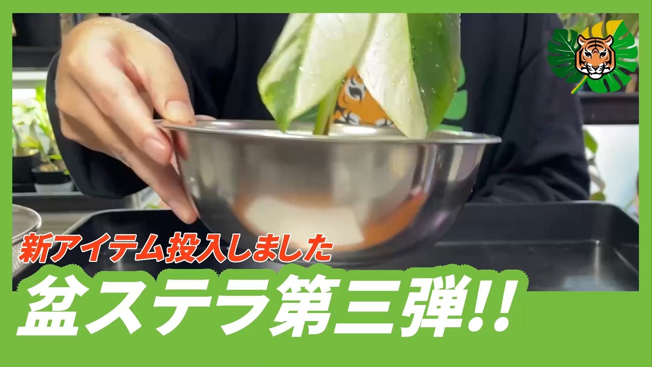 【盆ステラ】モンステラ盆栽第三弾『ザルステラ』が爆誕!!盆栽でも使われるザルを使って、デリシオーサ x ボルシギアナ ミントを植えてみました