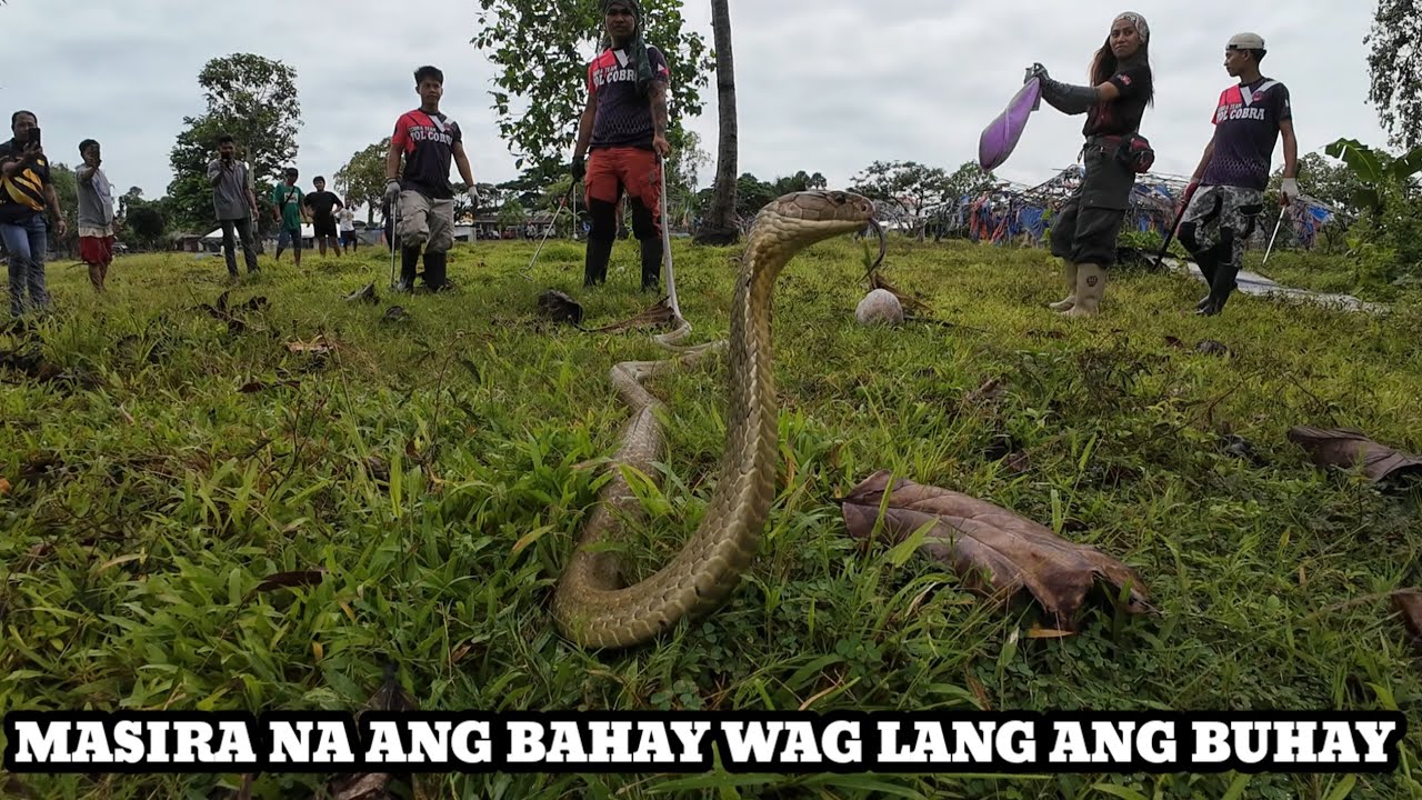JUMBO KING COBRA SA ABANDUNADONG TRANING CAMP | AT JUMBO COBRA .LUCENA CITY