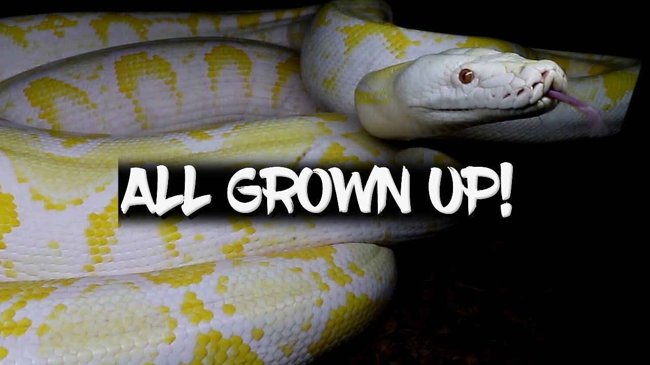 My Reticulated Python - Then and Now!