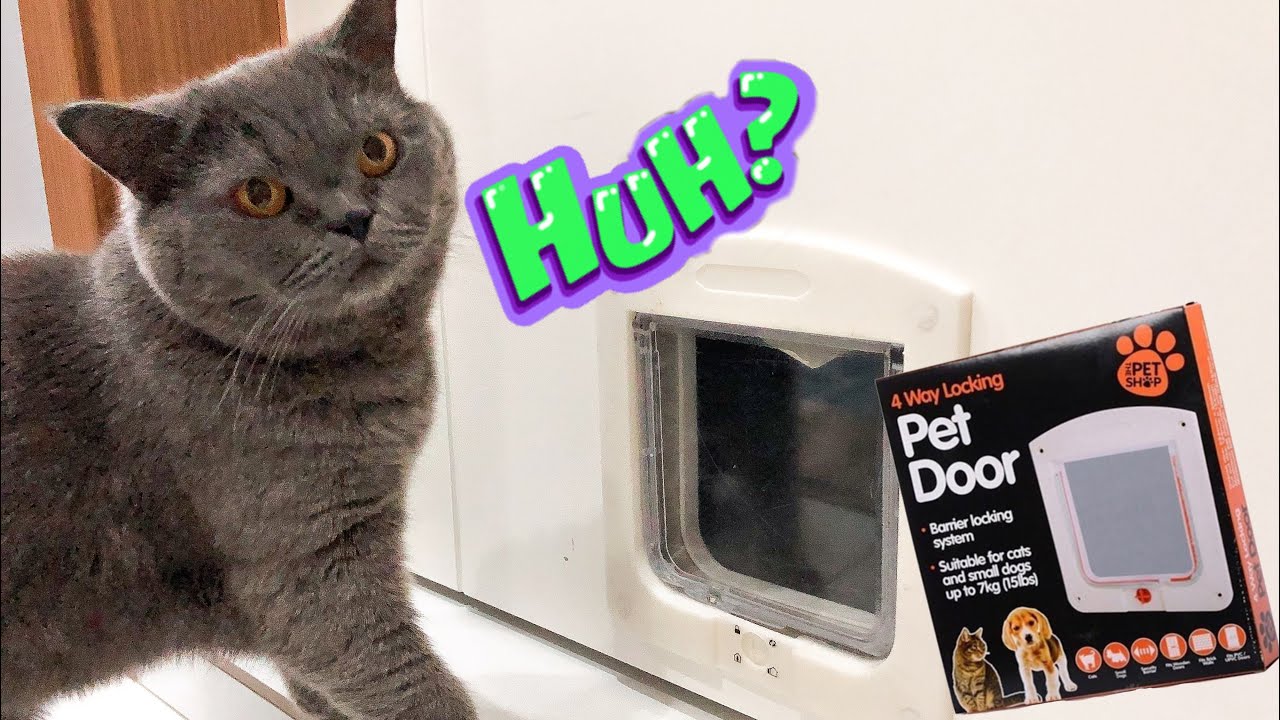 Şakir’in Yeni Kapısı. Kedi Kapısı Nasıl Takılır. Kedi Videoları | Kedim Konuşuyor | Cat Videos