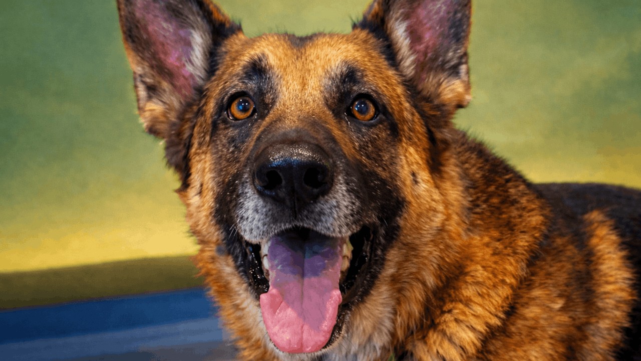 This German Shepherd Waited Faithfully for Someone Who Never Returned