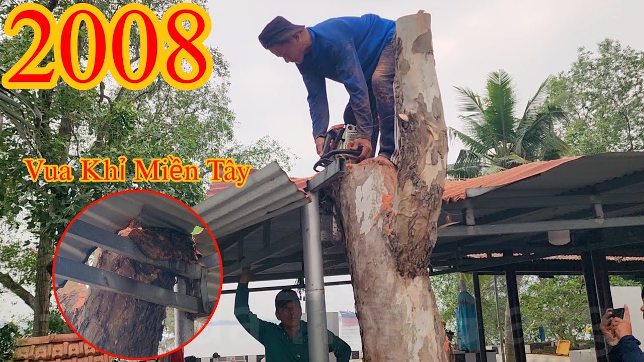 Cây Bạch Đàn ăn luôn thanh sắt và cách cưa xử lý của Vua Khỉ Cutting tree
