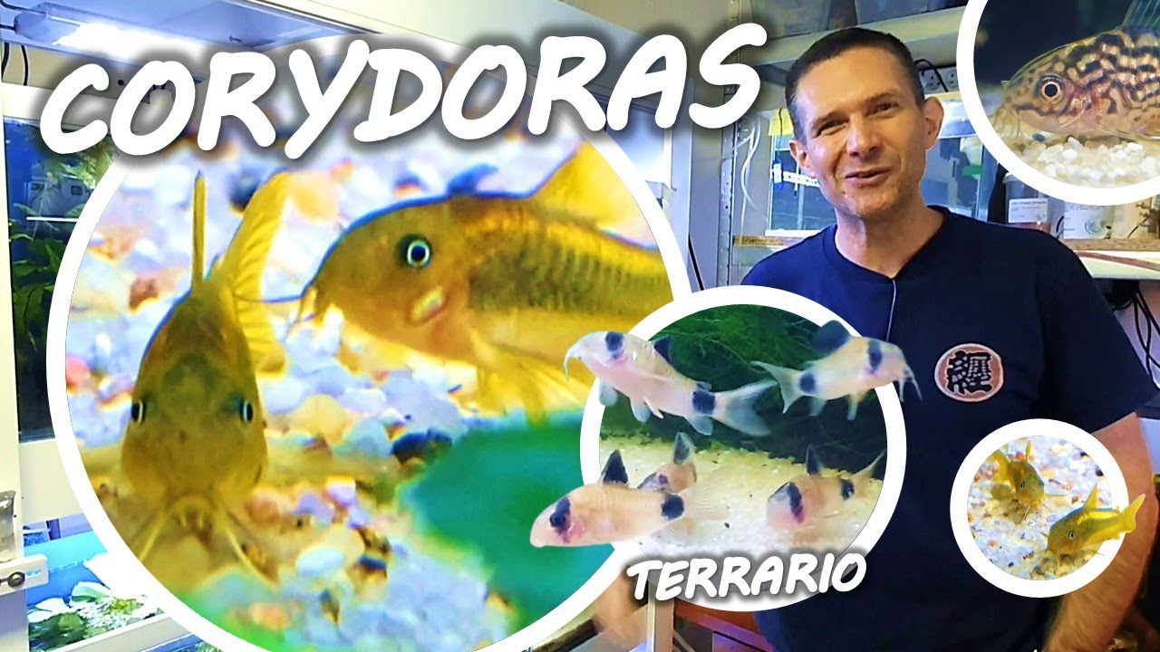 TUTO CORYDORAS REPRODUCTION et ELEVAGE