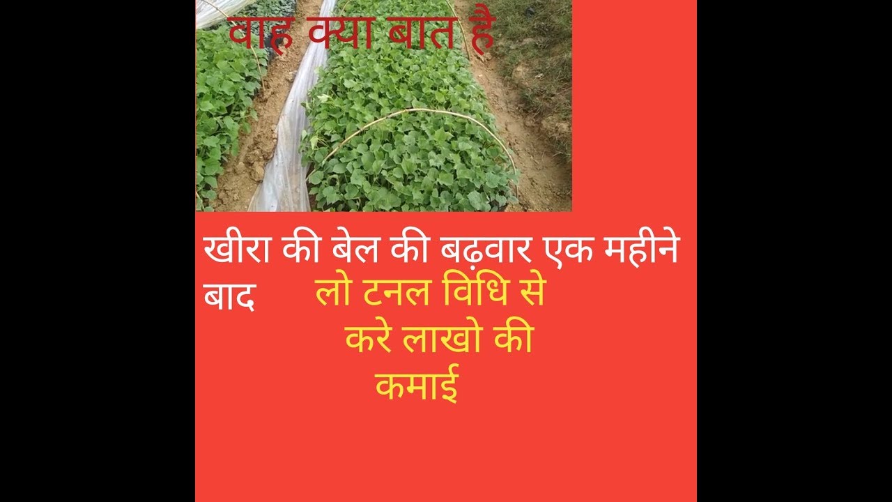 low tunnel me kheera ki kheti ,।      लो टनल मे खीरा कि खेती सर्दियों में