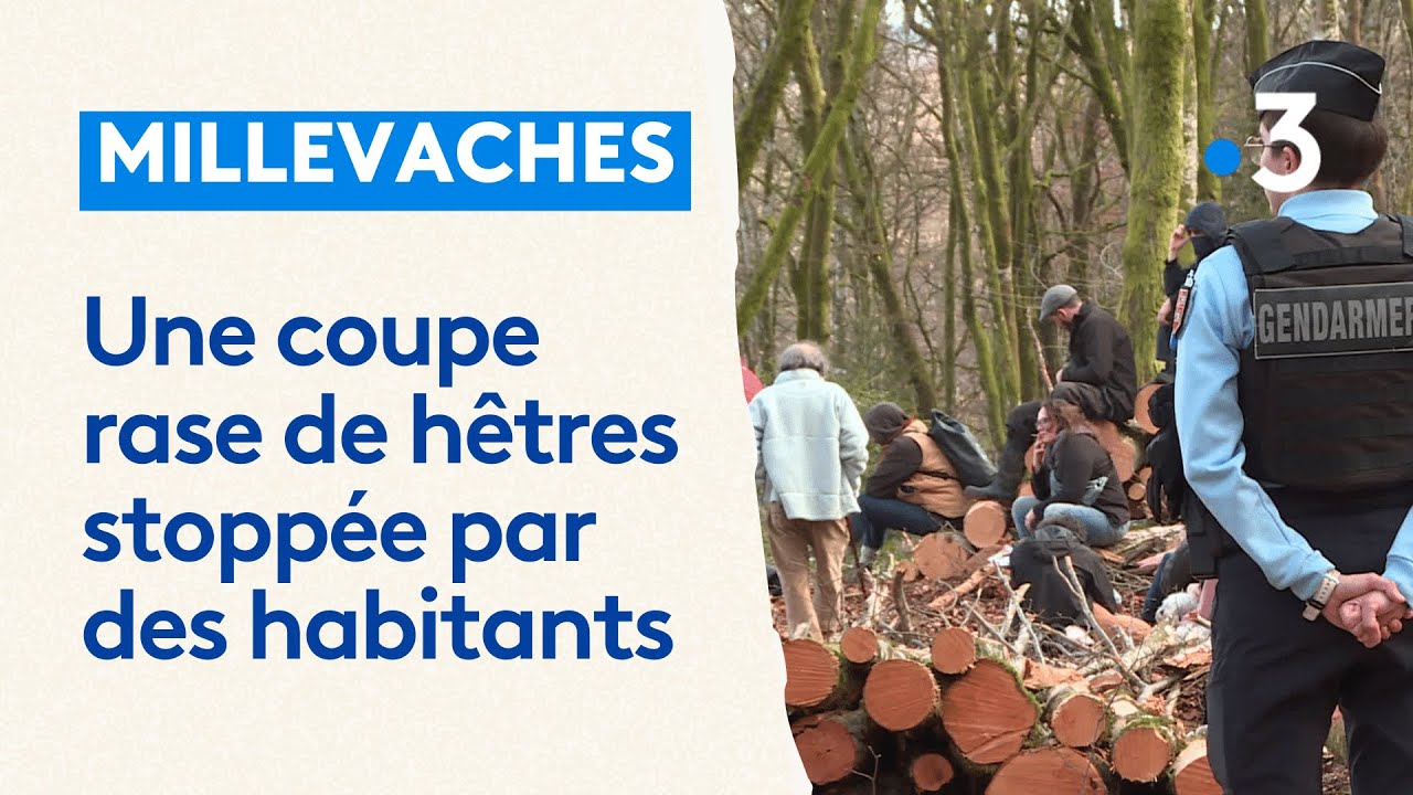 Une coupe rase de hêtres stoppée sur le plateau de Millevaches par des habitants
