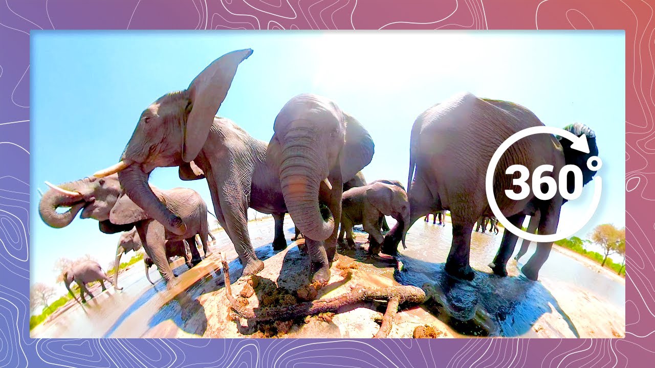 Elephants at a Waterhole Show Tranquil Power | Wildlife in 360 VR