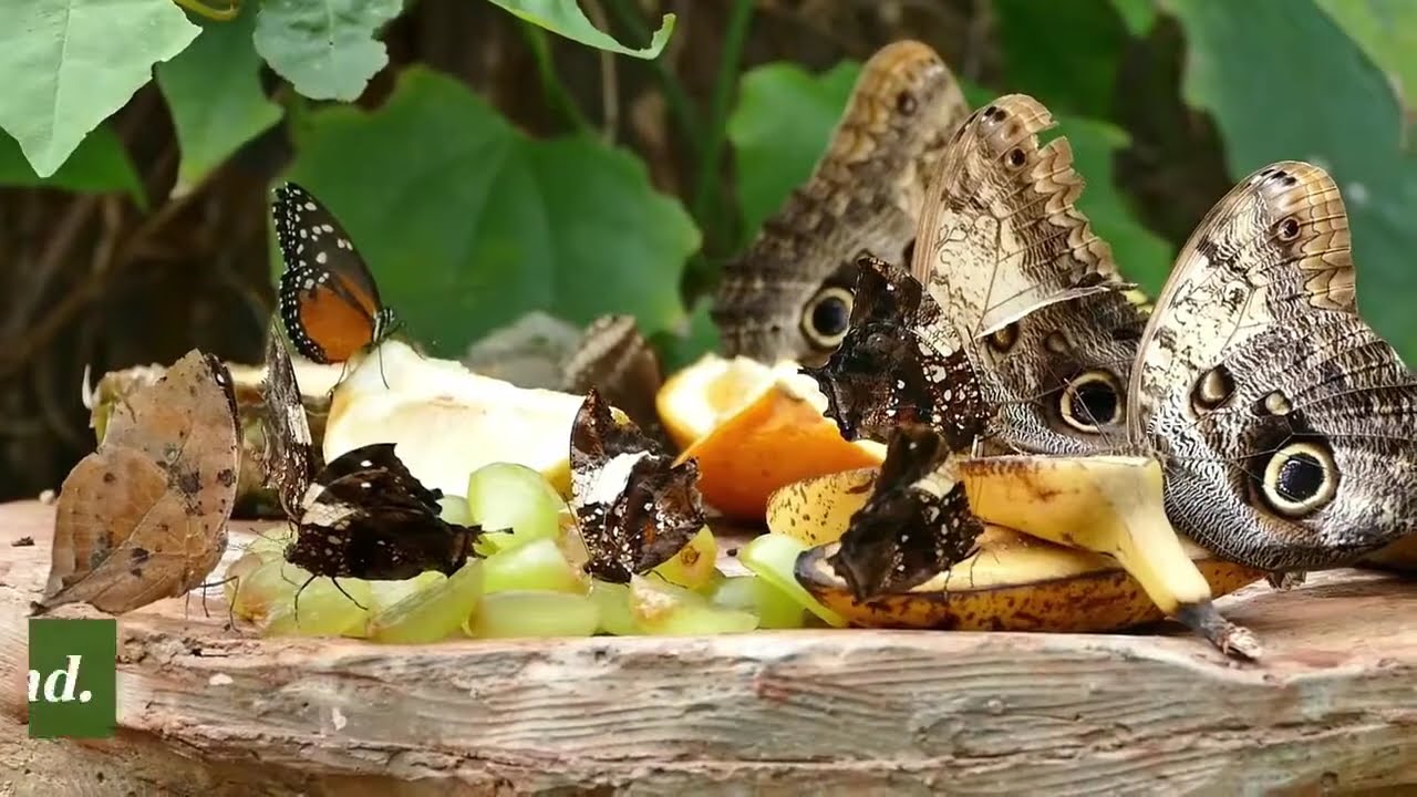 How to get Rid of Frogs in Fish Ponds - The Pests Control Network