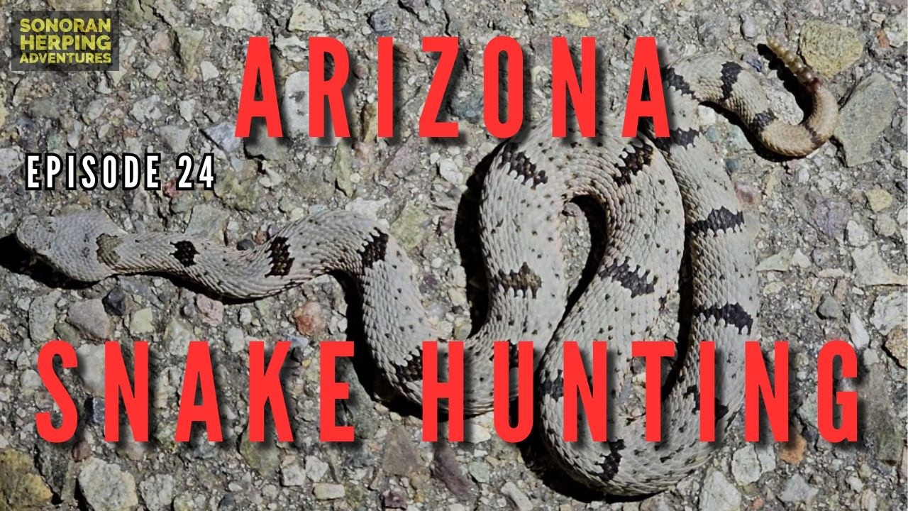 BONUS Surprise Arizona Herping - Snake Hunting in Arizona #rattlesnake #snake #reptiles