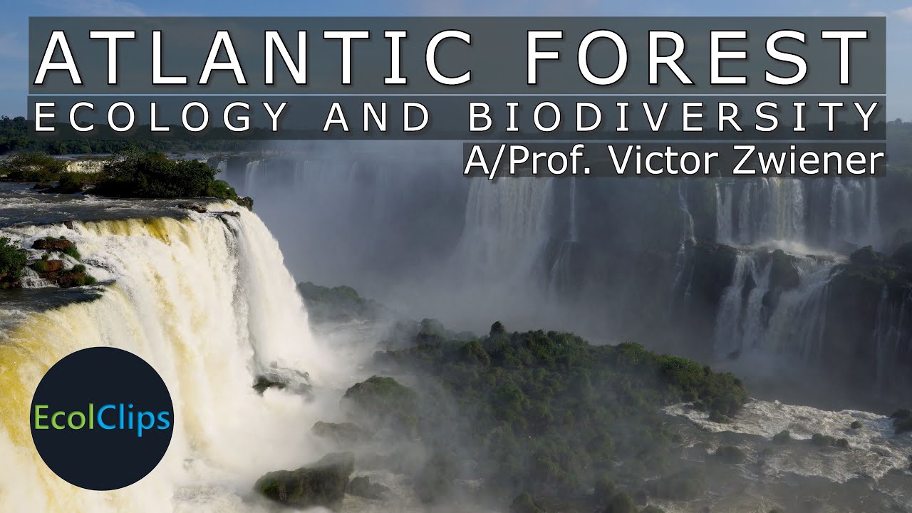 Ecology & Biodiversity of the Atlantic Forest with Dr Victor Zwiener | EcolClips