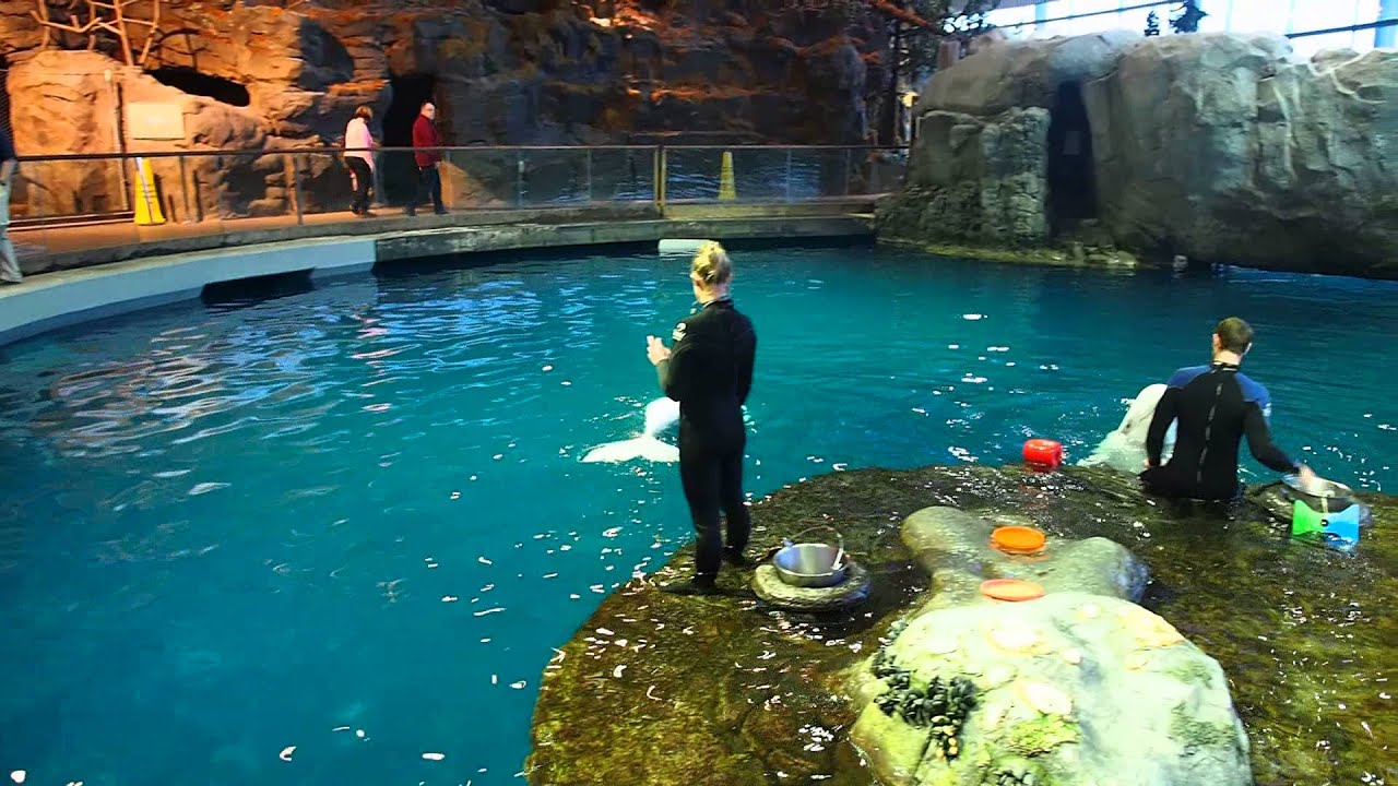 Beluga Whales @ Shedd Aquarium, Chicago