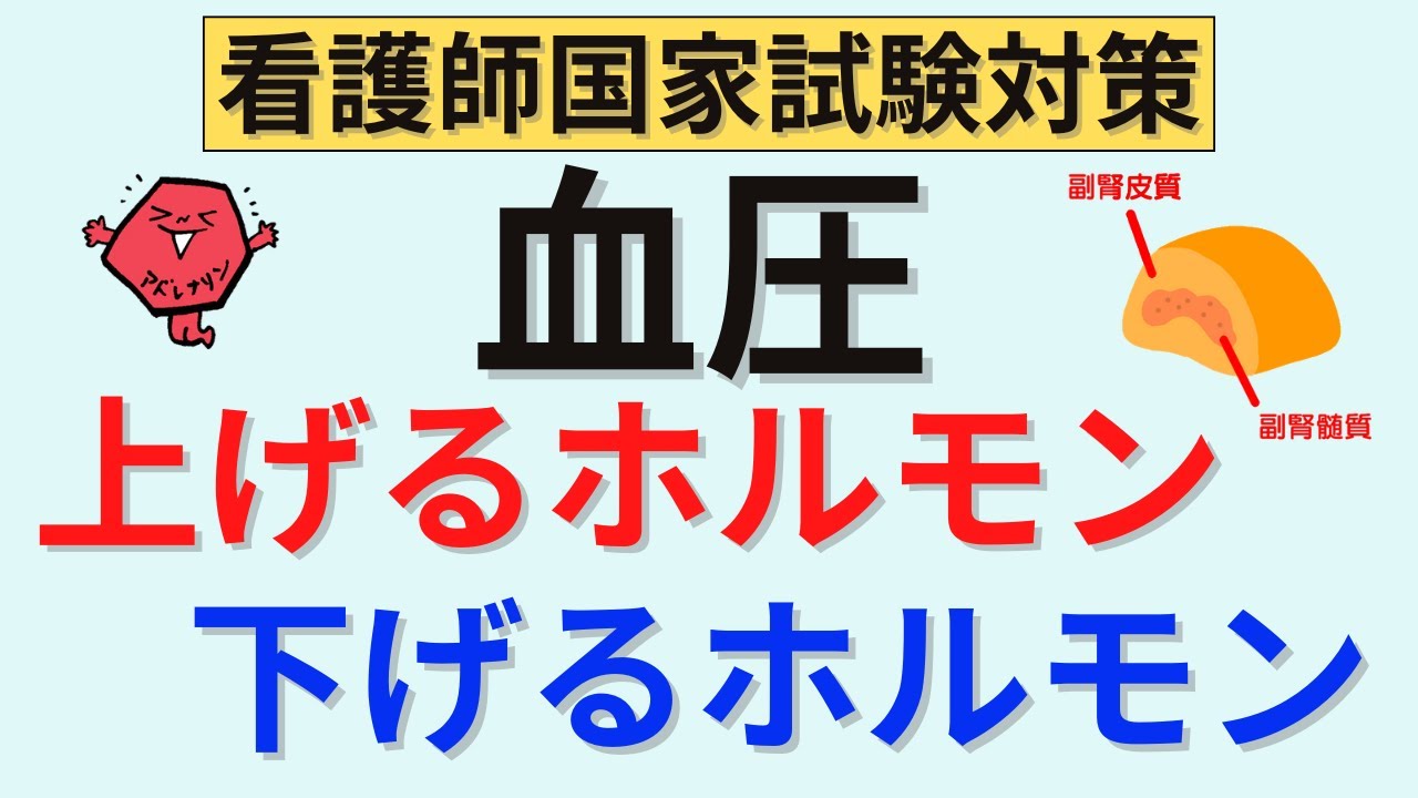【解説時間10分】血圧を上げるホルモン・下げるホルモン まとめ