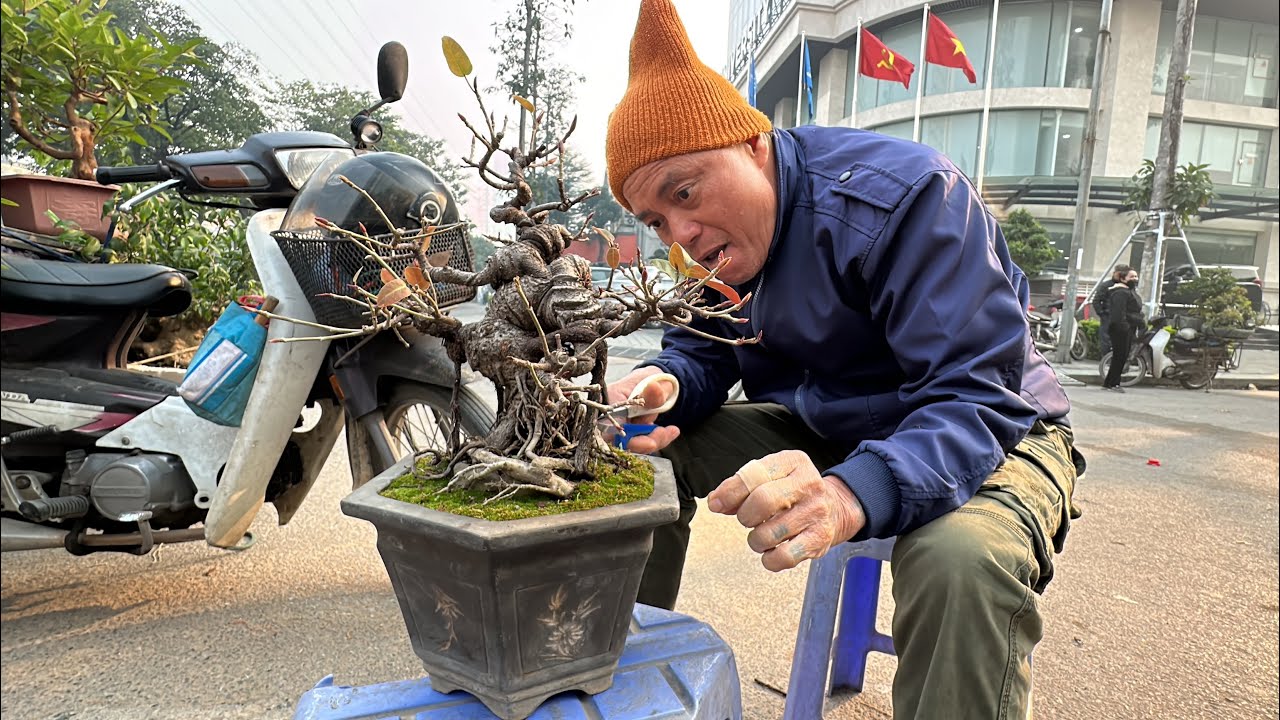 MUA LÁ MÓNG ĐƯỢC TÍCH GIANG, CƯƠNG LỘC TO RỒI - NHỮNG CHẬU QUẤT ĐẦU TIÊN LÊN CHỢ VẠN PHÚC