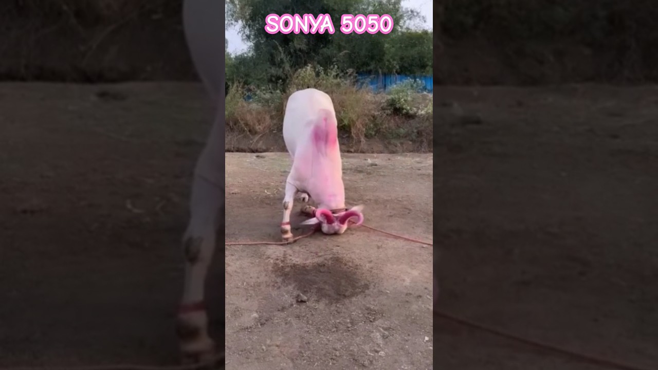 sonya 5050 #song #new #love #bailgadasharyat #sonya5050 #mathur1001 #bakasur