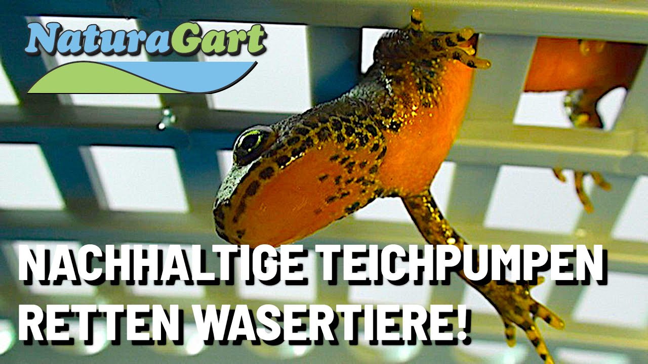 Teiche, Teichpumpen und Naturschutz 🐸