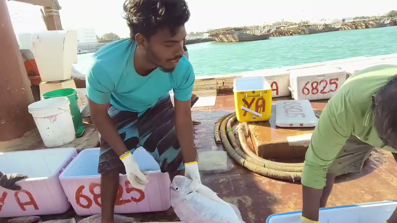 Boatலிருந்து Market வரை மீன் பயணம் 🐟📦 | Real Harbour Life 🚤