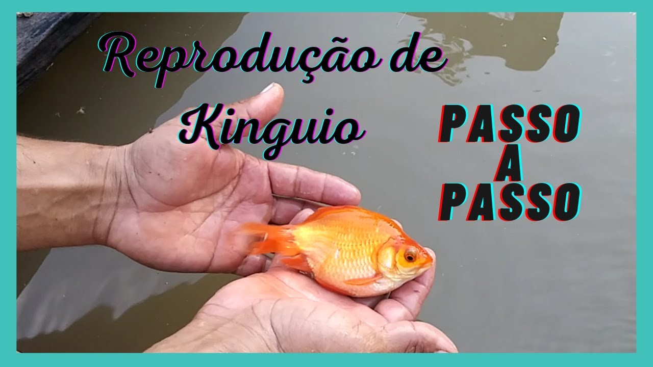 Kinguio como reproduzir ?.