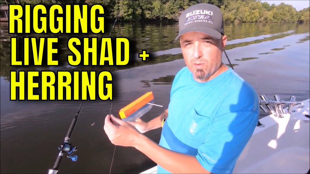 How to Hook Shad and Herring for LIVE BAIT Fishing. Striped Bass and Catfish