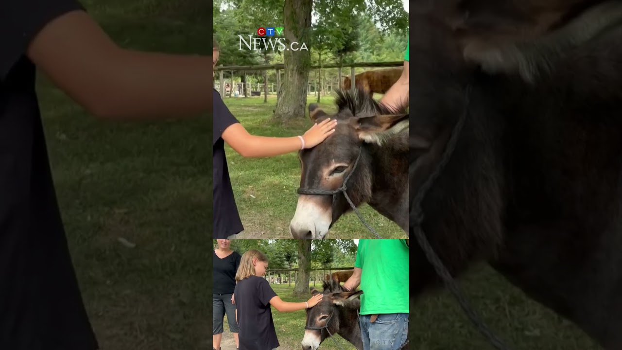 Hank the miniature donkey is looking for love!