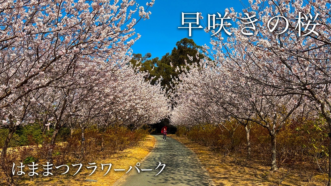 【はままつフラワーパーク】早咲きの桜が咲く春の庭園｜チューリップ咲き始め