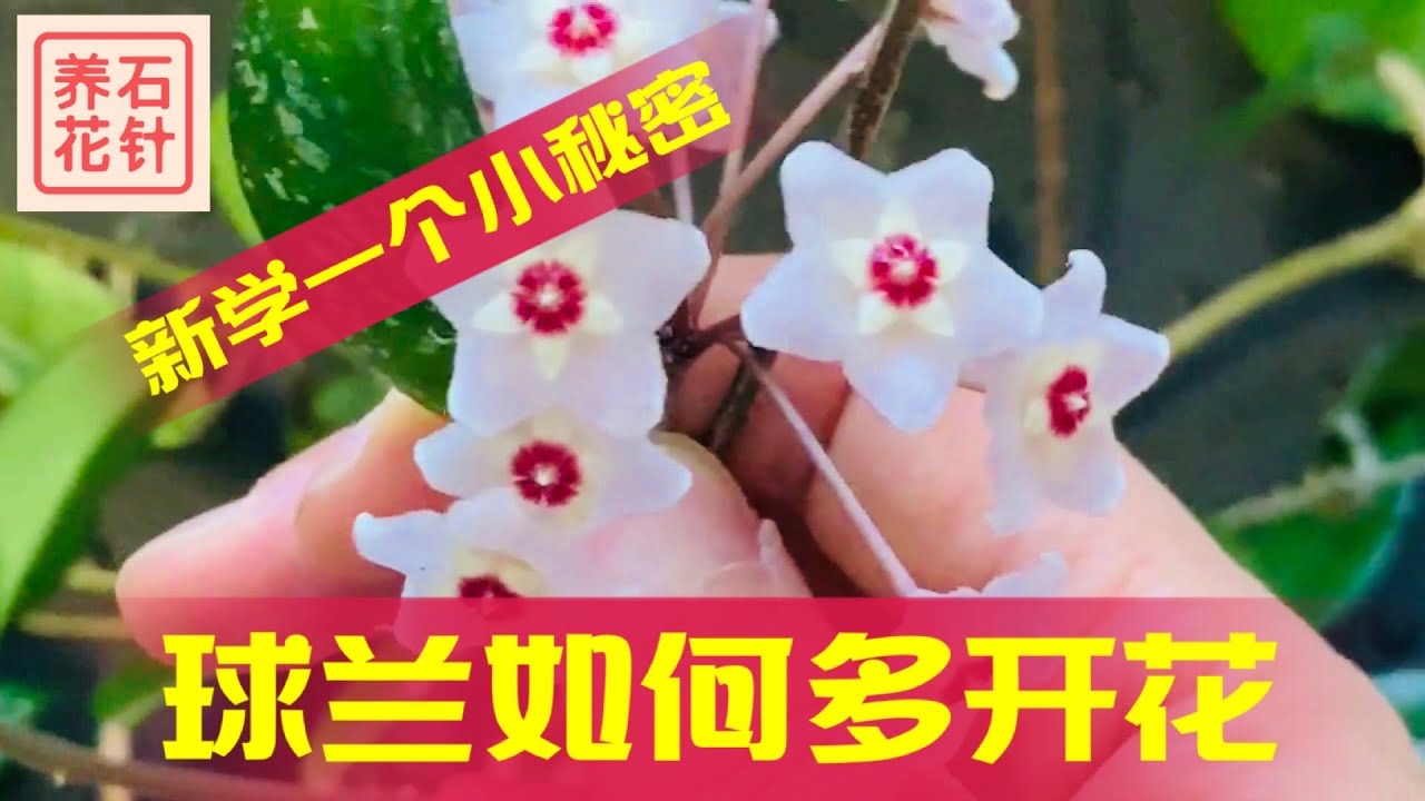 关于球兰，新学到的一个多开花的技巧，和球兰开花的一个缺点