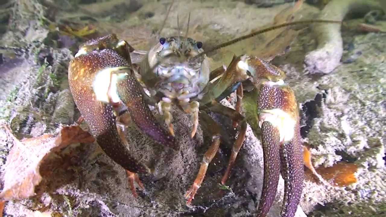 Flusstauchen in der Traun HD