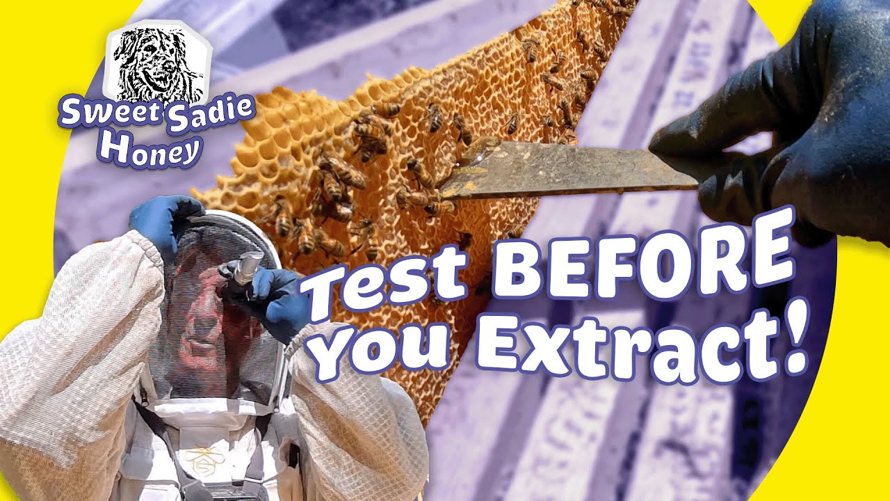 Check Honey Moisture Before You Extract: Refractometer Demo on the Hive (Avoid Fermentation!)