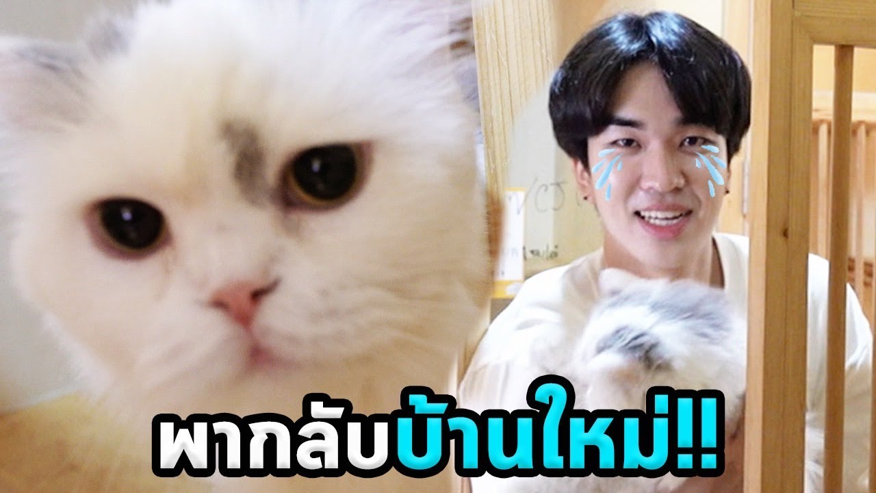 พาแมวกลับบ้านใหม่ในรอบปี!!
