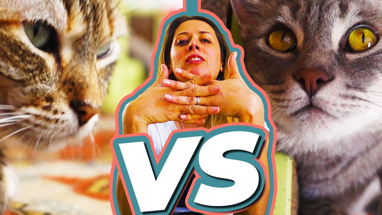 CÓMO HACER QUE DOS GATOS SE LLEVEN BIEN (SEGUNDA PARTE)
