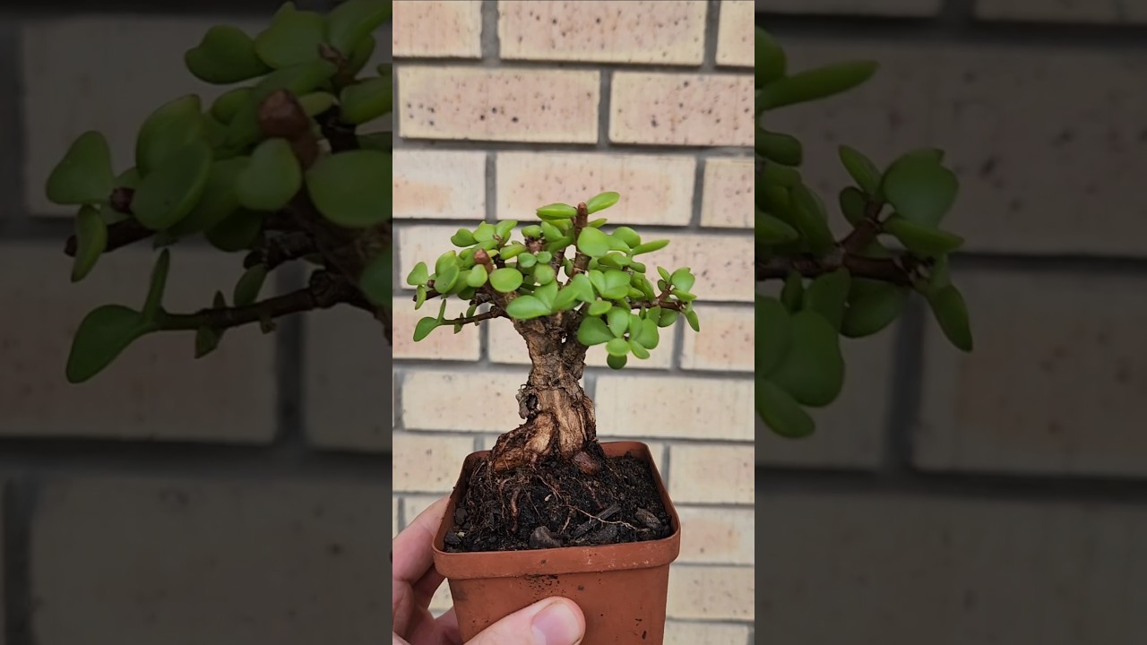 My favourite one is at the #spekboom #dwarfjade #portulacariaafra #bonsai #mimnat