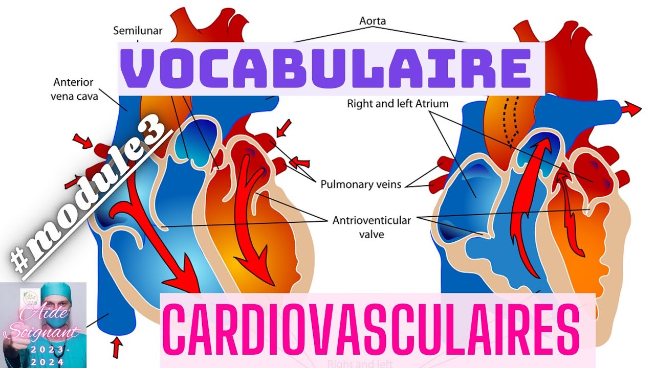 📚🏃VOCABULAIRE MÉDICAL CARDIOVASCULAIRES 💉📢🫁❤️#module3 #aide_soignant