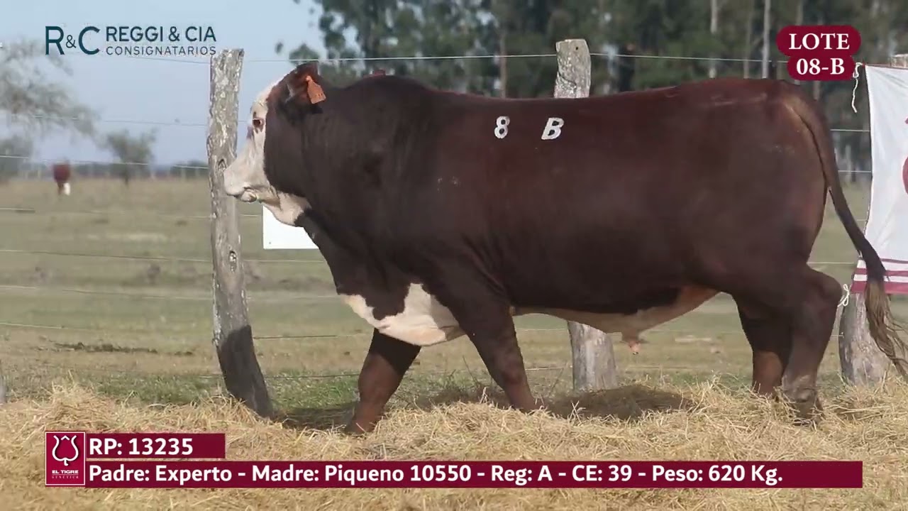 LOTE 08B