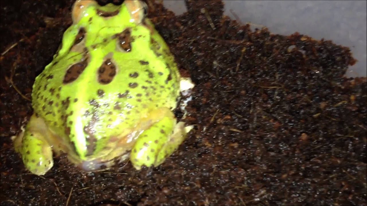 C. cranwelli X C. cornuta (Green-Fantasy - Hybrid!) on a walk through the cage ;)