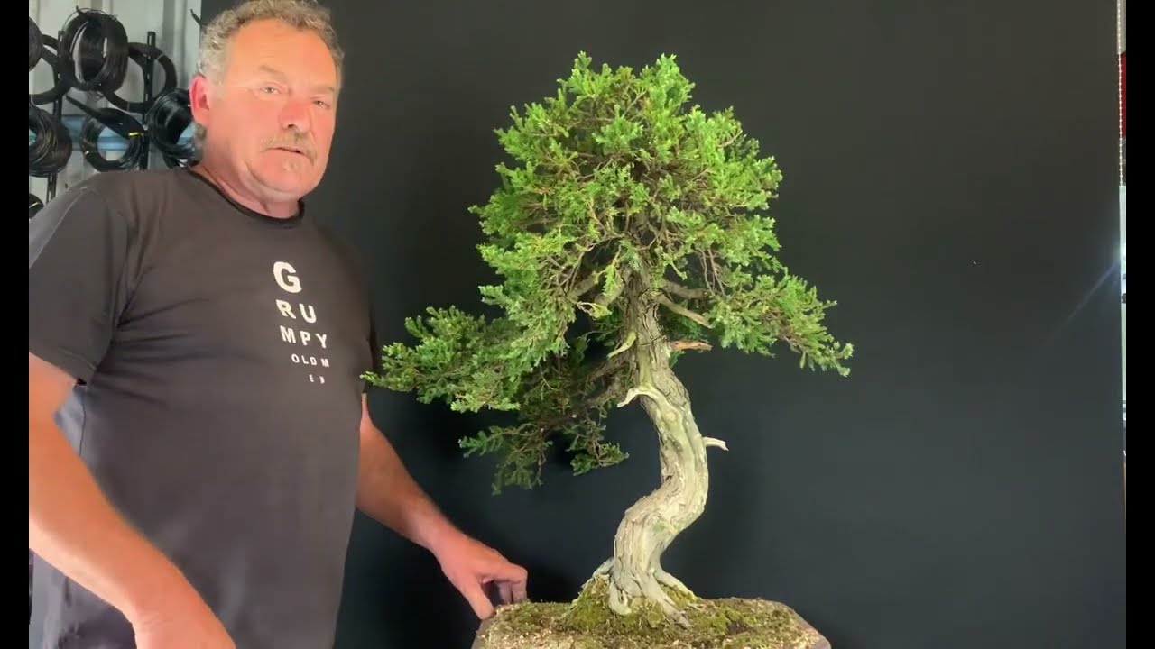 Juniper Recovery Pruning