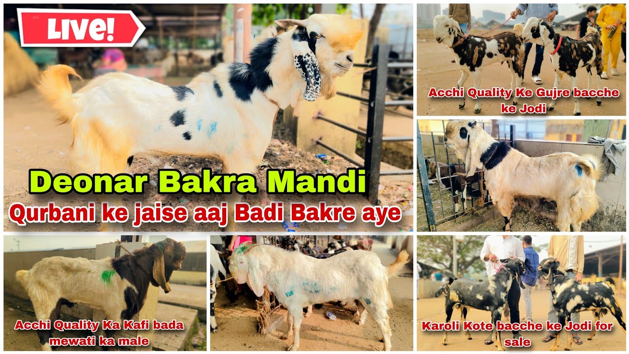 Deonar Bakra Mandi Latest Live Update Bohut He Zyada Qurbani layak ke jaise  badi Bakre aye 