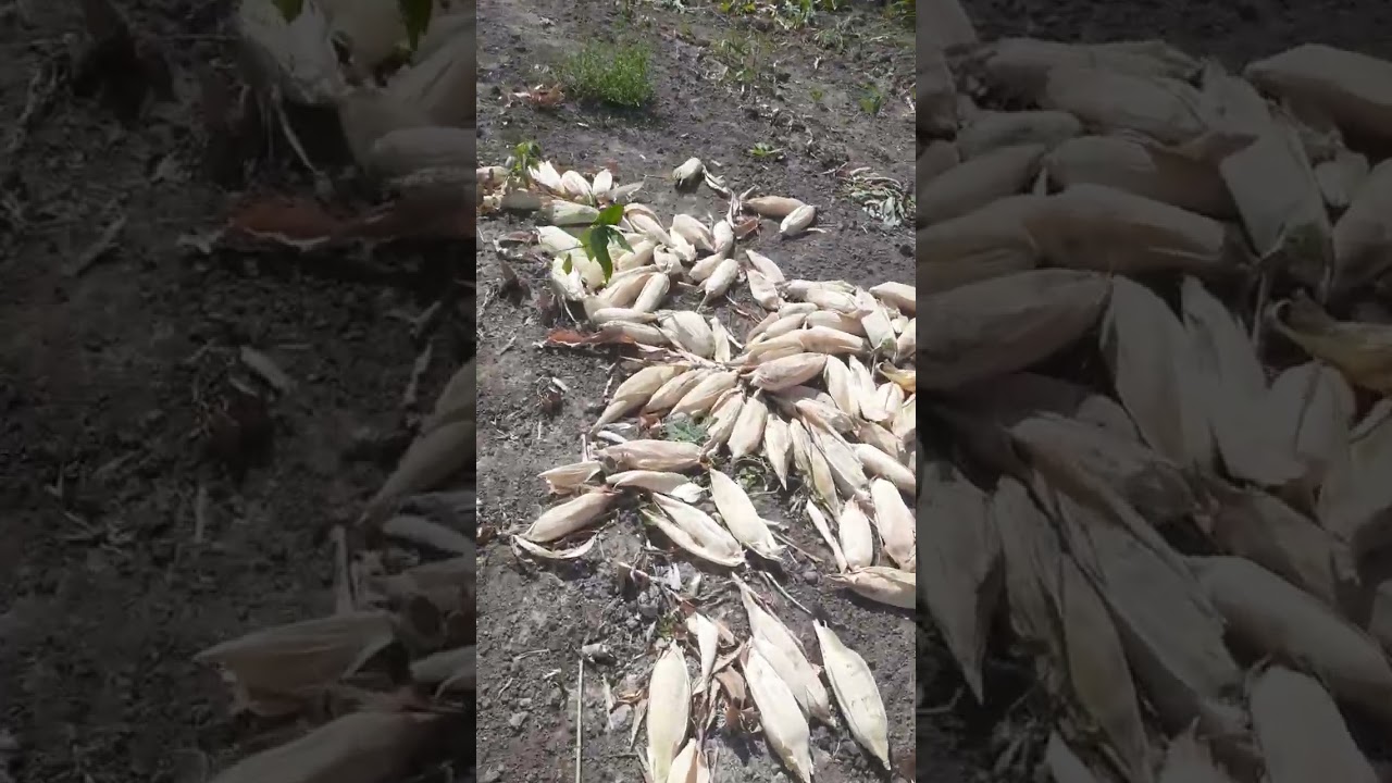 Minha plantação de capim,aque o trabalho não para