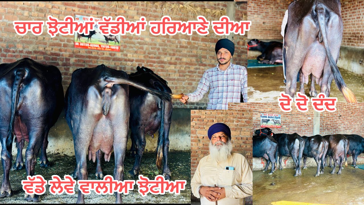 6 ਮਾਰਚ 2026📞8872962965 ਵੱਡੇ ਲੇਵੇ ਵਾਲੀਆ ਝੋਟੀਆ #jesus #baffalo #cow #farm #anime 