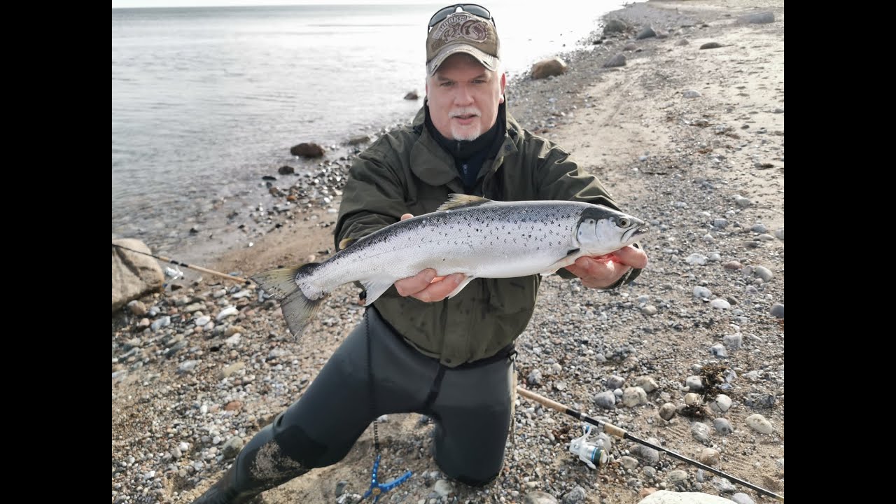 Meerforelle am 05.02.2022, LIVEBISS!!!, Durchlaufblinker,  Seatrout