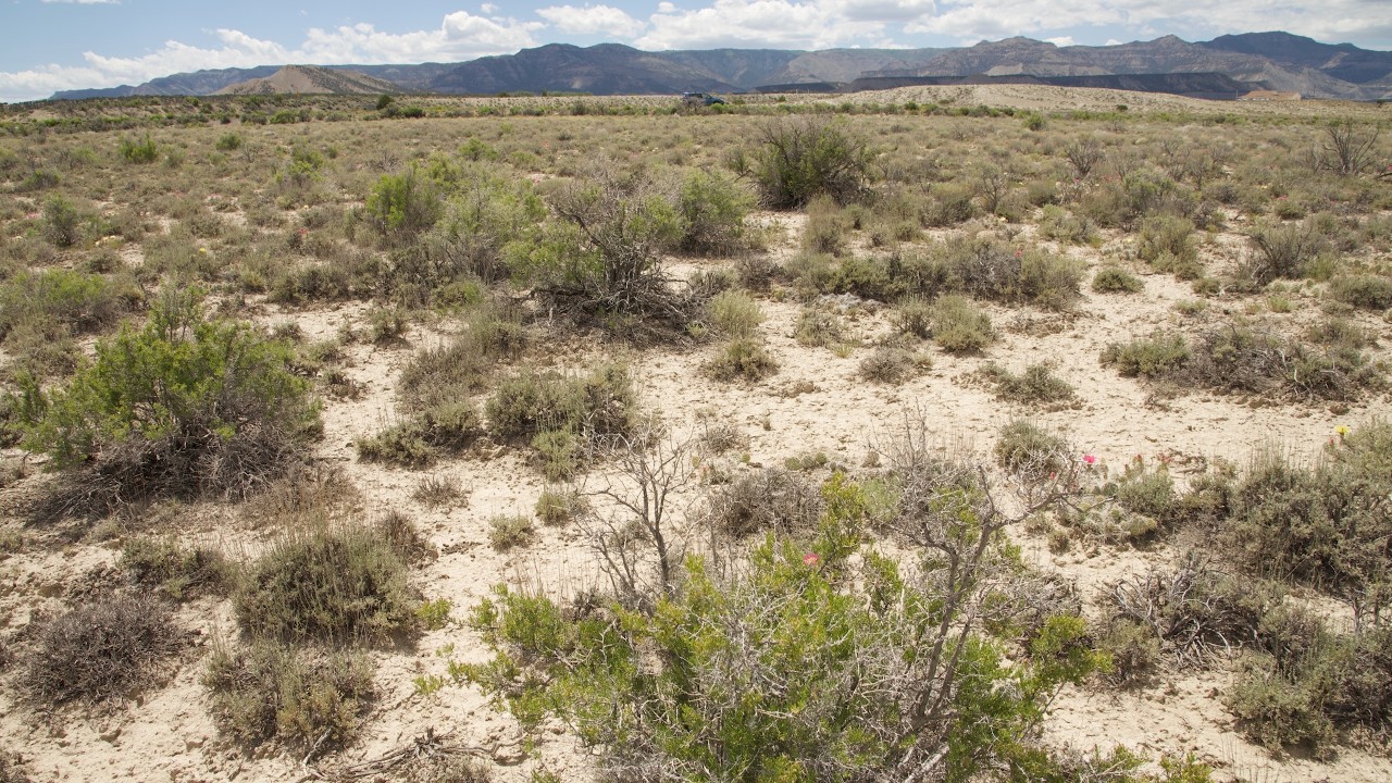 Botany and ecology of the Mancos Shale salt desert