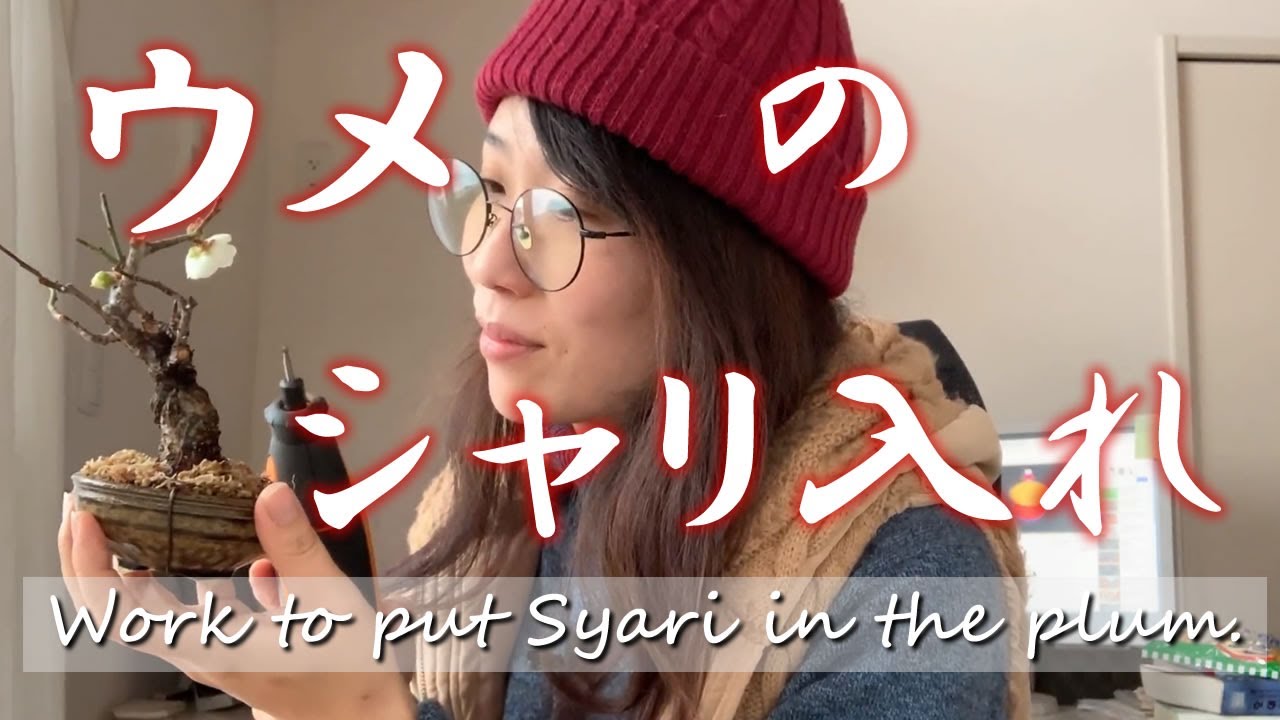 ウメのシャリ入れ【キミのミニ盆栽びより】Work to put Syari in plums　／Trabaja para poner a Syari en ciruelas.
