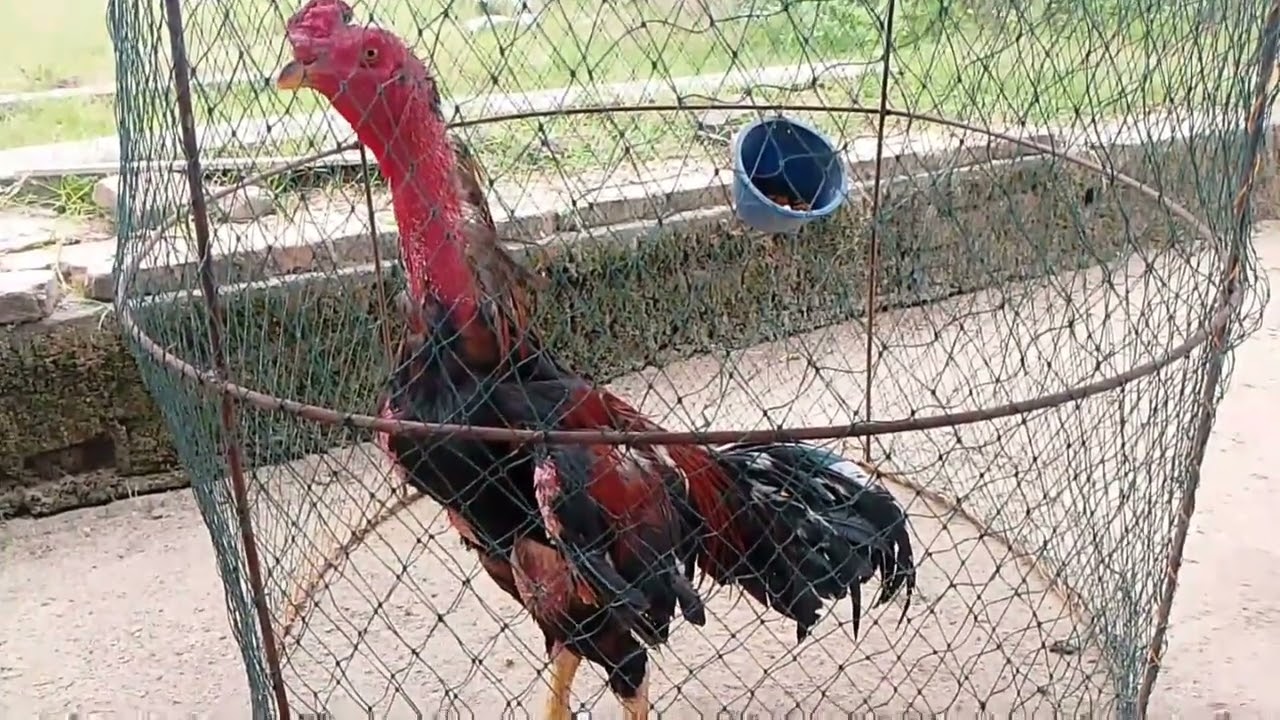 AYAM BANGKOK AYAM BERKUALITAS