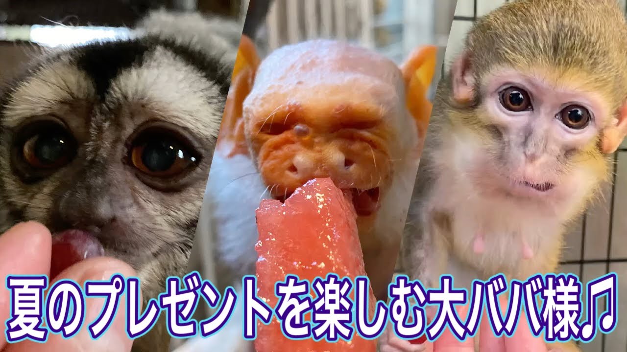 夏休みに頂いた美味しいプレゼントを楽しむ当園の高齢おばあちゃん猿です♫