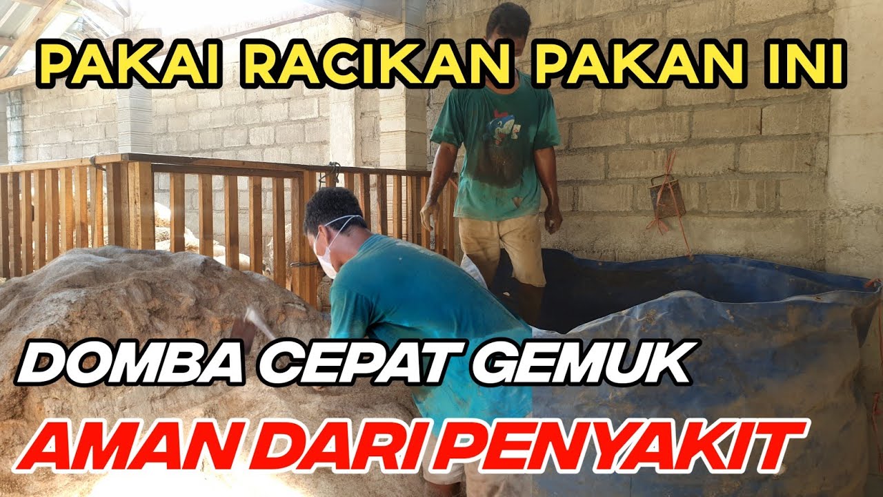 CARA membuat konsentrat sendiri, Murah, Berkualitas, Domba pasti suka