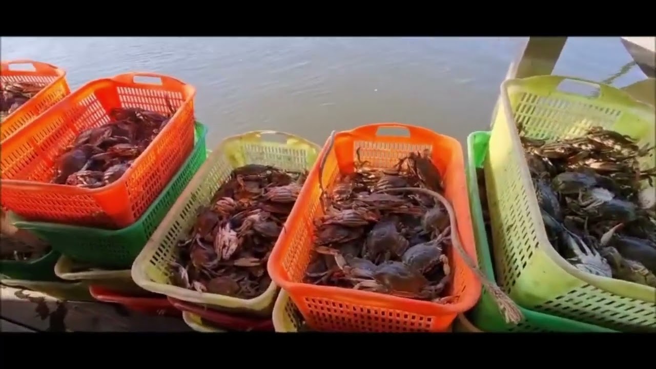 Granchio blu 🦀 il piranha di Comacchio- STRAGE economia ittica ⚠️